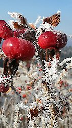 Weihnachtsgruß